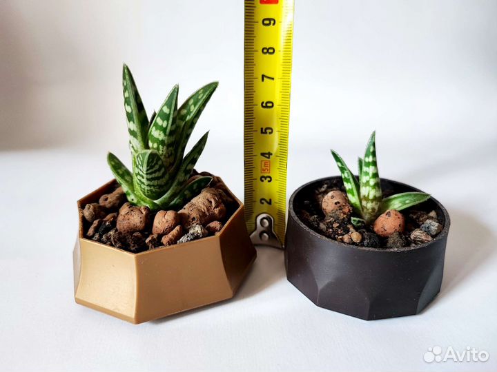 Кактусы суккуленты алоэ хавортия опунция стапелия