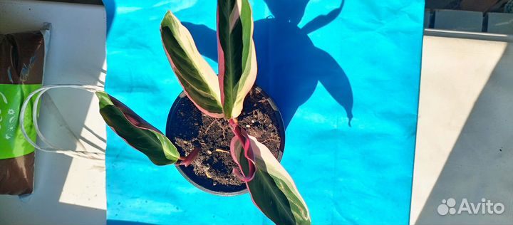 Строманта триколор