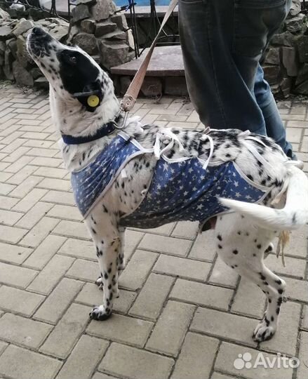 Собака в добрые руки отдам бесплатно