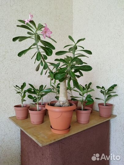 Черенки адениума