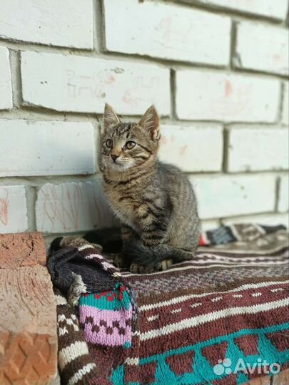Котик и кошечка