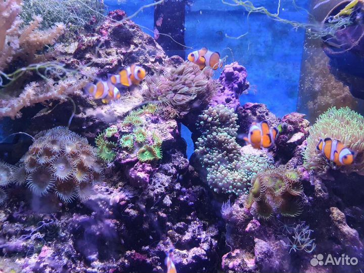 Морская живность и все для запуска