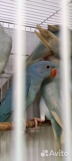 Ожереловый попугай птенцы