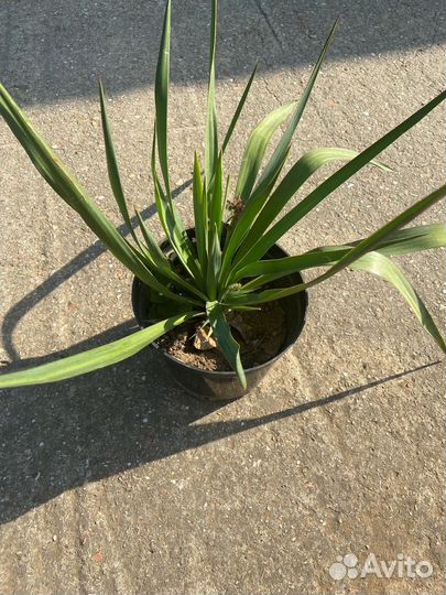 Юкка Крымская