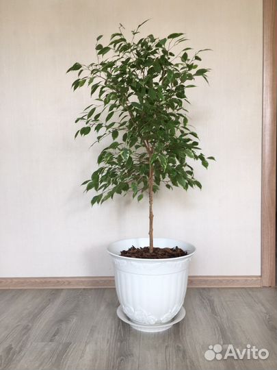 Фикус бенджамина