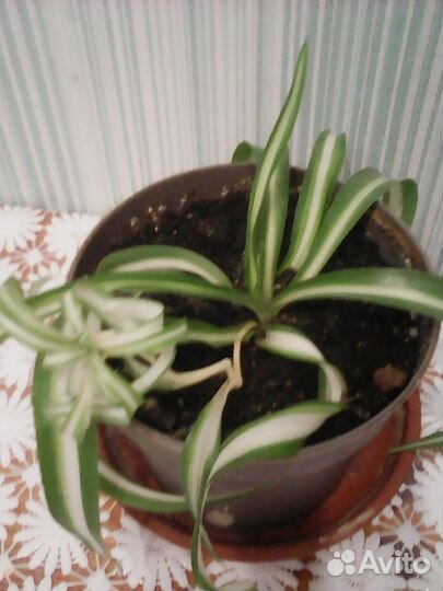 Неприхотливые комнатные растения