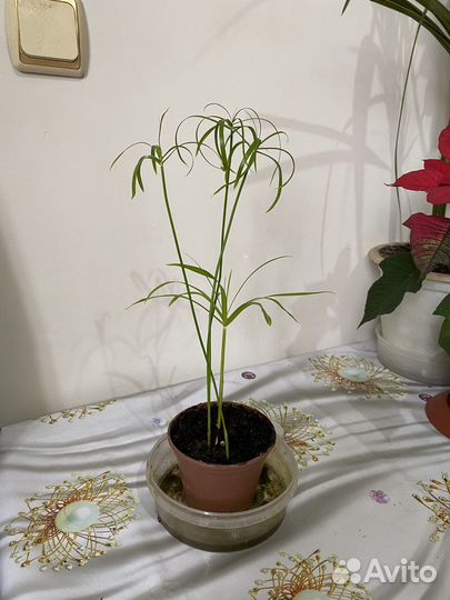 Комнатные цветы циперус