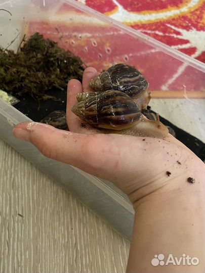 Ахатина иммакулята