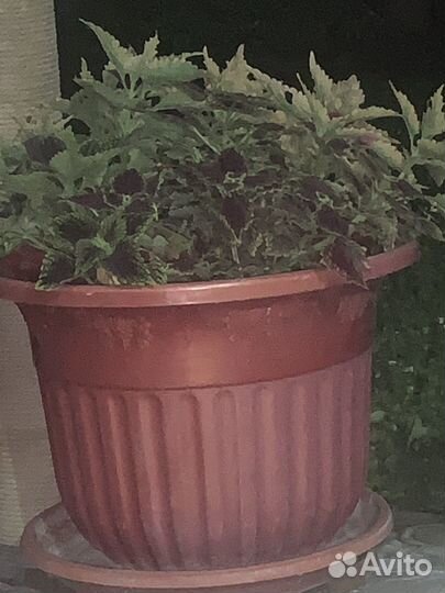 Плошки для цветов