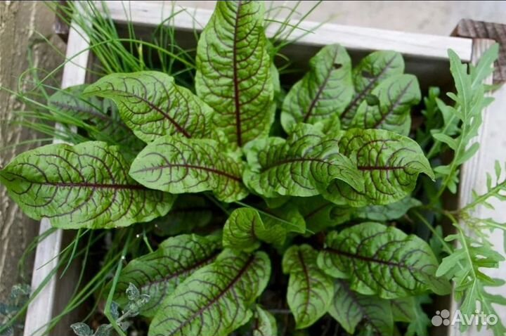 Щавель Сангвиник