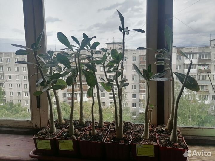 Комнатные растения