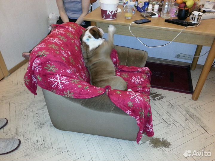 Выгуливать собак