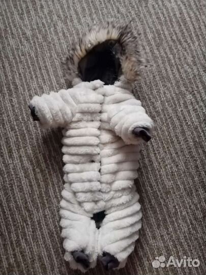 Одежда для собак