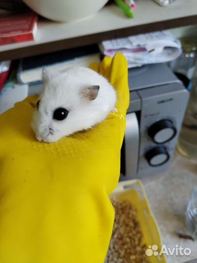 Джунгарский хомяк с клеткой бесплатно