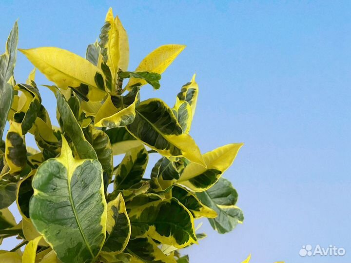 Кротон (Кодиеум) Эбурнеум 17/55