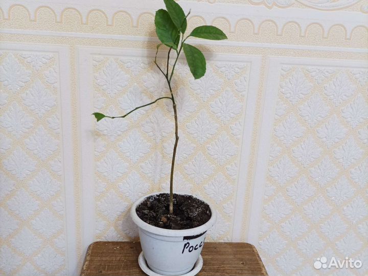 Плодоносящий лимон Лиметта Россо привитый