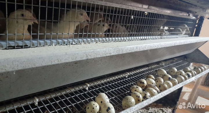 Перепела всех возрастов