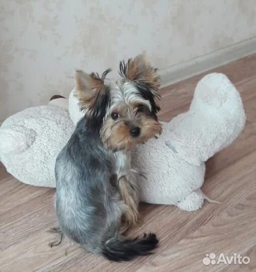 Йорк девочка Стандарт