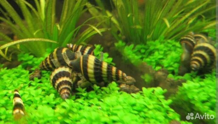 Улитки хелены/Продажа-обмен на корм ры.Роголистник