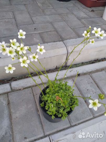 Камнеломка