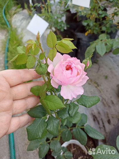 Саженцы Роз зкс