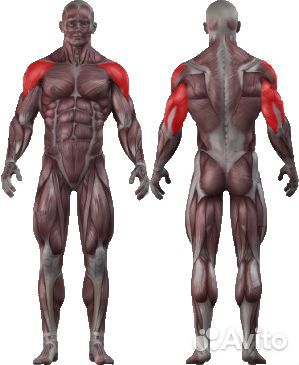 Жим вертикальный сидя vertex еws 103