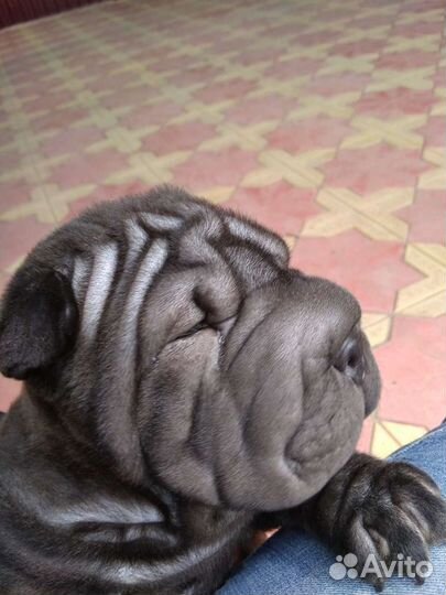 Шарпей вязка