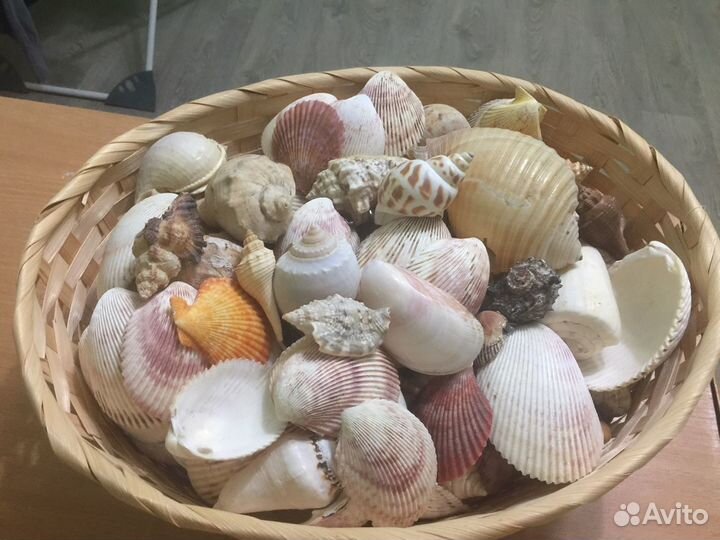 Морские ракушки