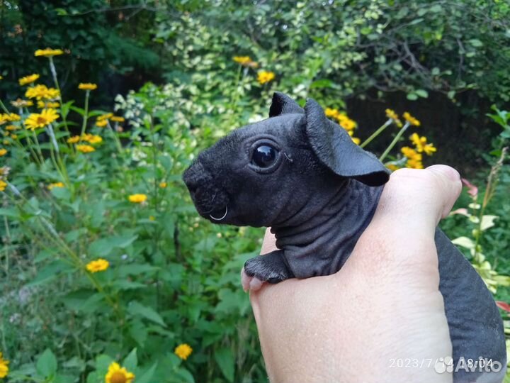 Морская свинка скинни