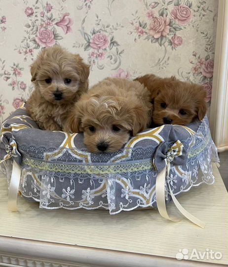 Мальтипу щенки продаются