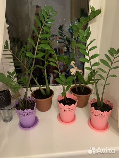 Замиокулькас