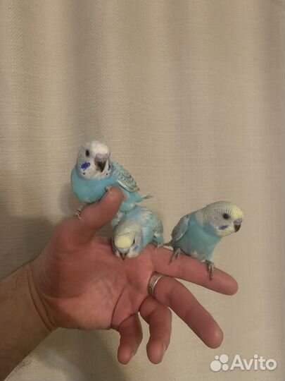 Волнистый попугай