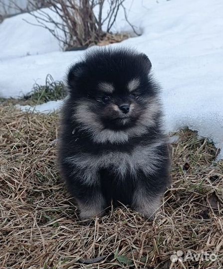 Щенки шпица