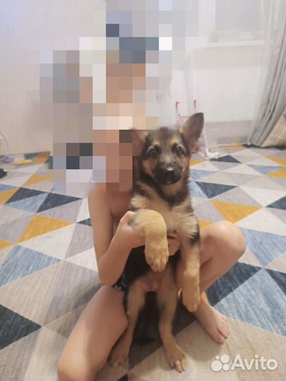 Немецкая овчарка