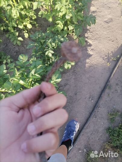 Гвоздь с историей