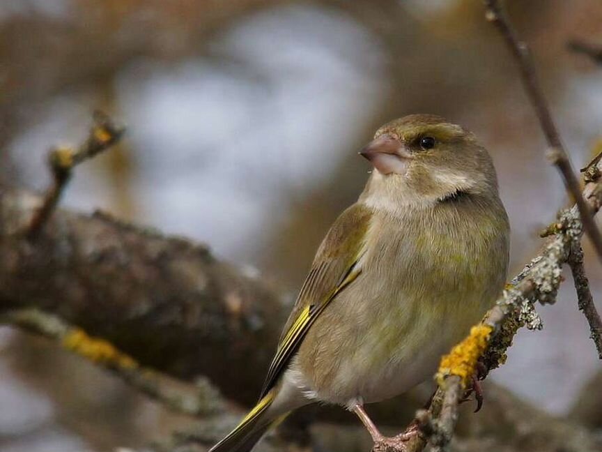 Певчие птицы