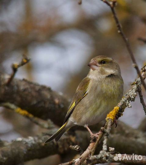 Певчие птицы