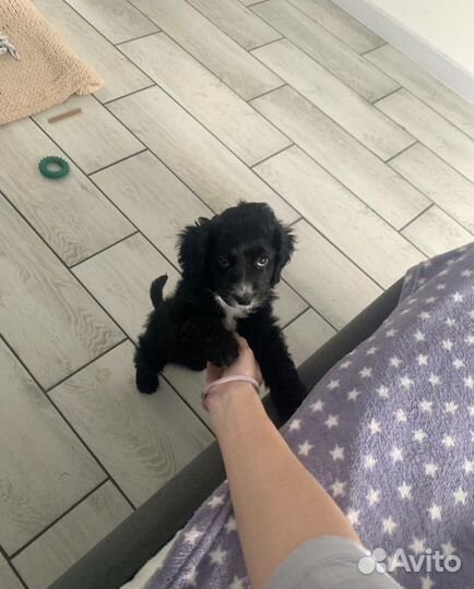 Отдам в добрые руки