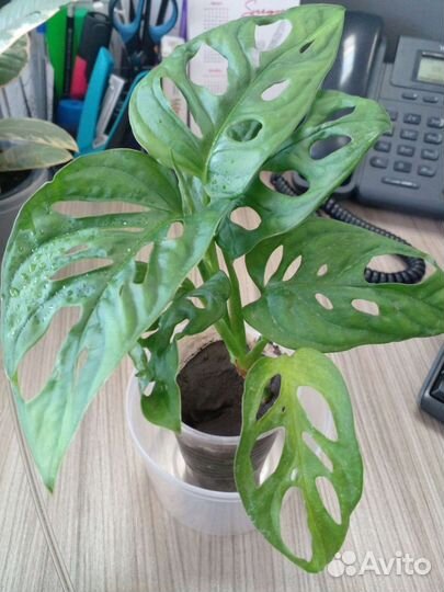 Монстера адансони