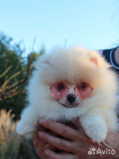 Померанский шпиц