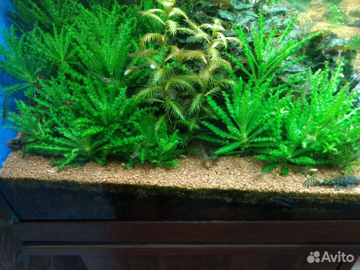 Бликса, перистолистник, криптокорина нури