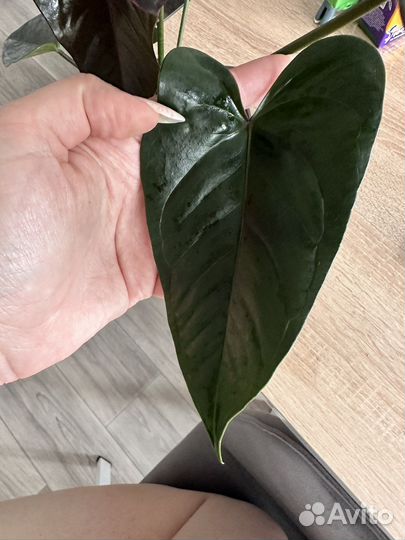 Антуриум Блэк Джамбо (Black Jambo)