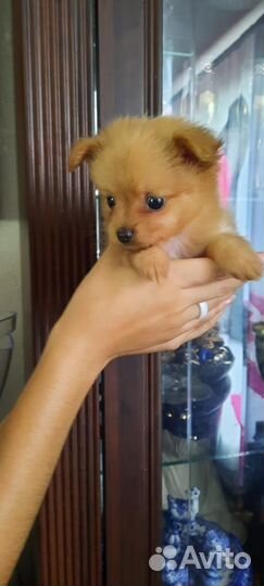 Миники шпицы мальчики