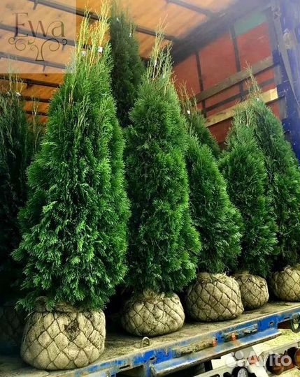 Туя в ассортименте: Смарагд, Брабант, Колумна