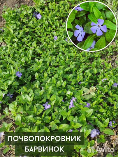 Хризантемы