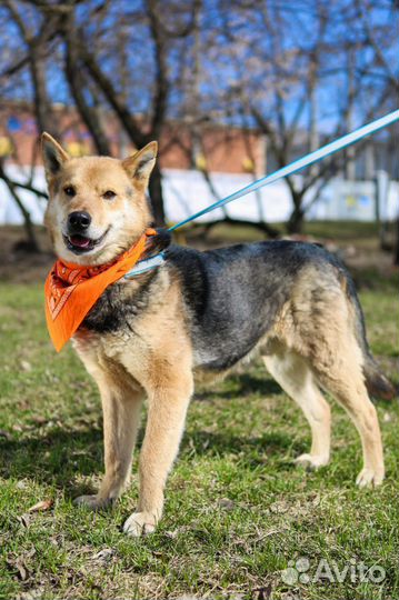 Собака в семью