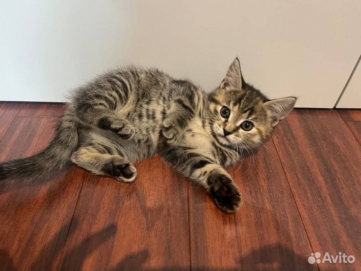 Кошка