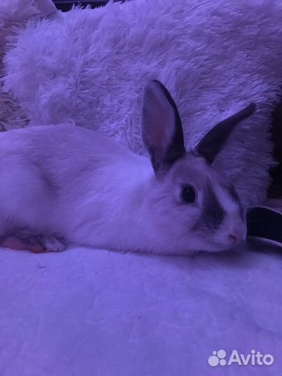 Декоративный кролик в добрые руки