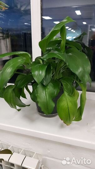 Эухарис амазонская лилия