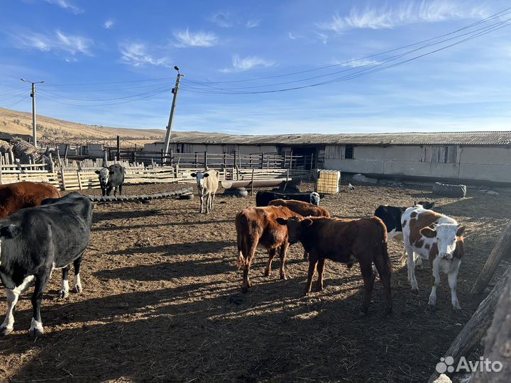 Коровы,телки, телята